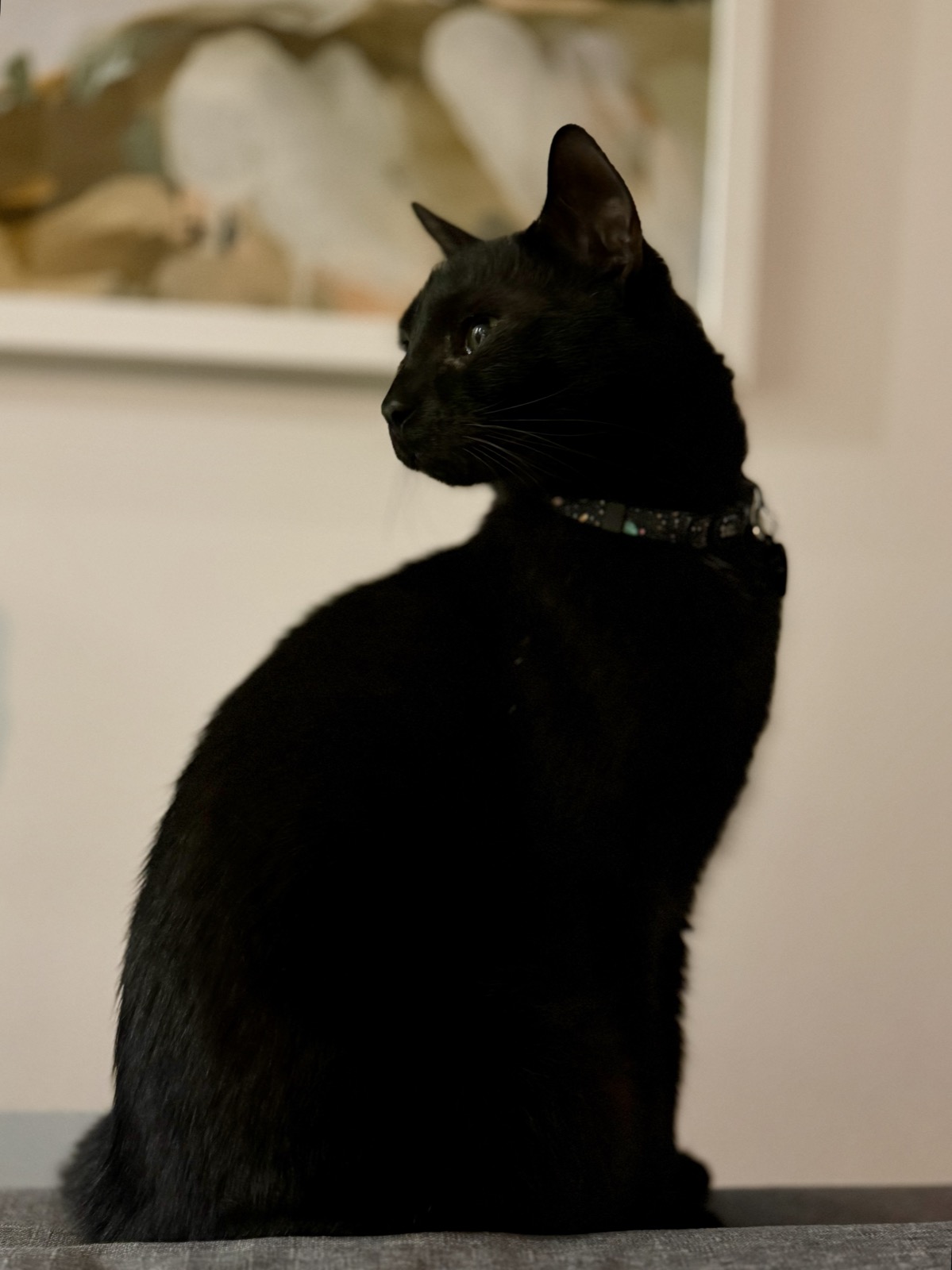 Photo of Soup sitting on a couch and looking towards the camera